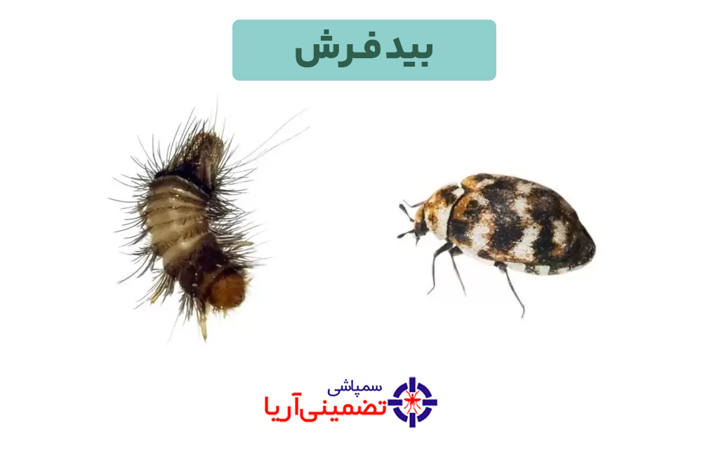 سمپاشی بید فرش