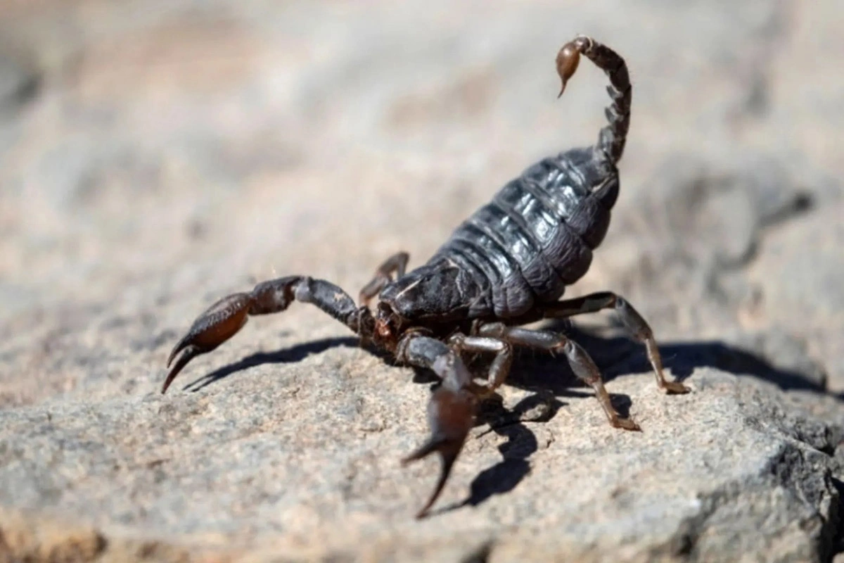 عقرب از چه چیزی فرار می کند