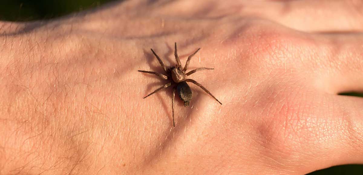 جای نیش پشه چرا ورم می کند