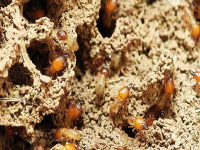 جلوگیری از هجوم موریانه به خانه