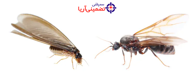 موریانه بالدار و مورچه بالدار