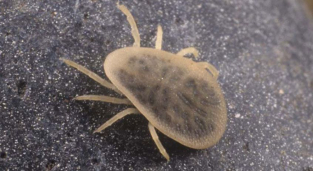 سمپاشی کنه کبوتری