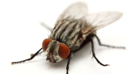 سمپاشی مگس خانگی